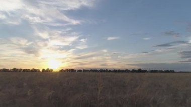 Hava görüntüsü. Kuru altın buğday tarlası. Gün batımı zamanı