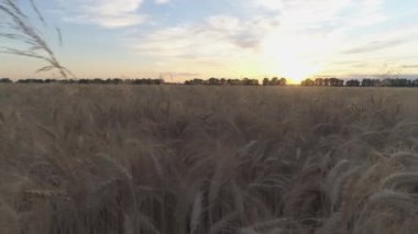 Hava görüntüsü. Kuru altın buğday tarlası. Gün batımı zamanı