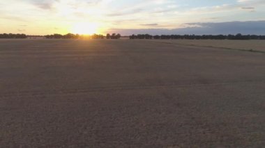 Hava görüntüsü. Kuru altın buğday tarlası. Gün batımı zamanı
