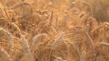 Dolly vurdu. Kuru altın buğday tarlası. Buğday kulakları. Gün batımı.