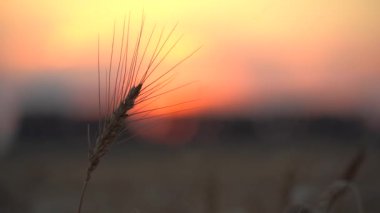 Organik sarı, olgun buğday kulağı. Gün batımı.