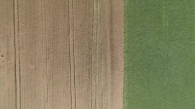 Resimli buğday tarlası. Hava görünümü