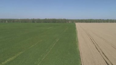 Resimli buğday tarlası. Hava görünümü