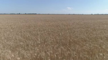 İnsansız hava aracı görüntüleri. Kuru altın buğday tarlasının üzerinde alçak irtifada uçuyor.