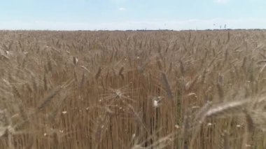 İnsansız hava aracı görüntüleri. Kuru altın buğday tarlasının üzerinde alçak irtifada uçuyor.