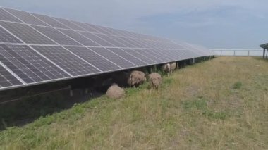 Güneş enerjisi panelleri bölgesinde otlayan koyun sürüsü.