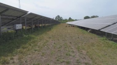 Güneş enerjisi panelleri bölgesinde otlayan koyun sürüsü.