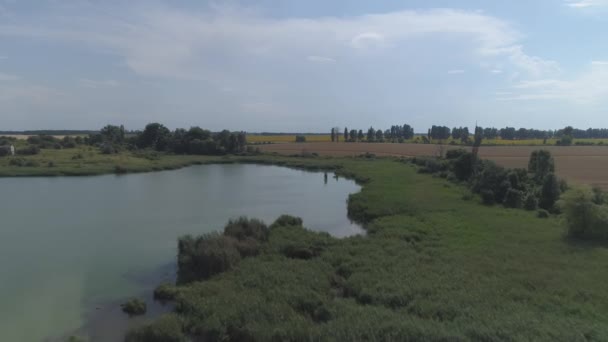 Мальовниче Пшеничне Поле Вид Повітря — стокове відео