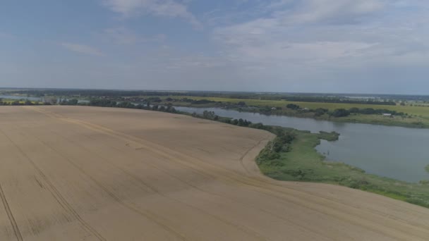 Живописное Пшеничное Поле Вид Воздуха — стоковое видео