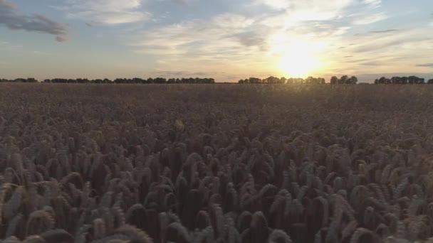 Повітряний Постріл Сухе Золоте Пшеничне Поле Час Заходу Сонця — стокове відео