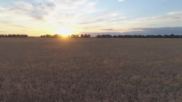Повітряний Постріл Сухе Золоте Пшеничне Поле Час Заходу Сонця — стокове відео