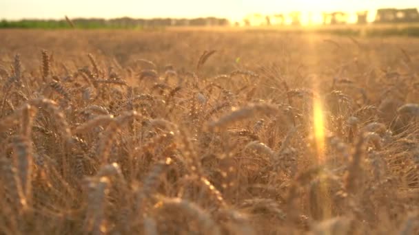 Dolly Disparó Campo Seco Trigo Dorado Orejas Trigo Puesta Sol — Vídeo de stock