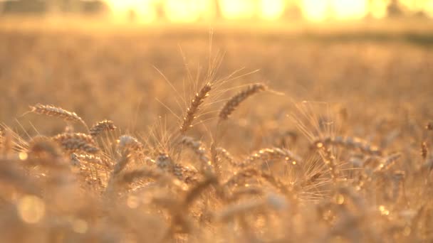 Долли Выстрелила Сухое Пшеничное Поле Уши Пшеницы Закат — стоковое видео