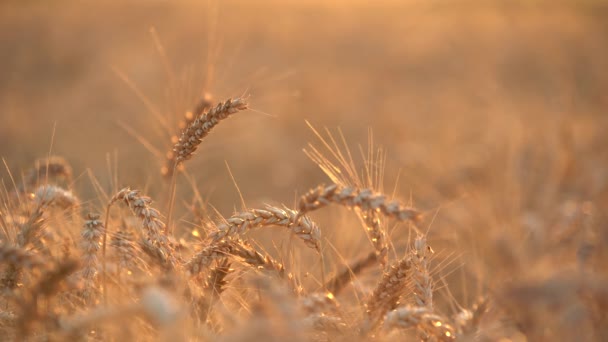 Долли Выстрелила Сухое Пшеничное Поле Уши Пшеницы Закат — стоковое видео