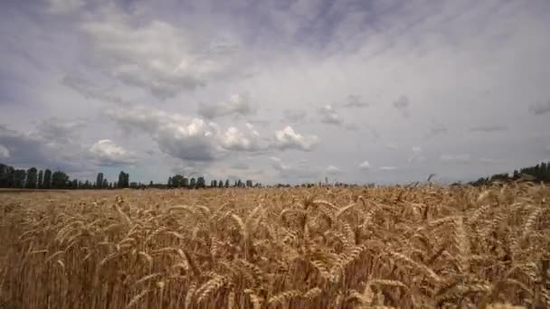 Dry Wheat Field Ears Wheat Daytime — Stock Video