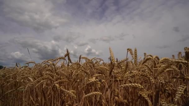 Dry Wheat Field Ears Wheat Daytime — Stock Video