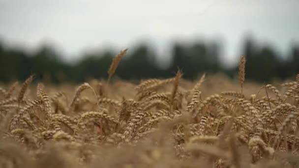 Campo Grano Secco Orecchie Grano Giorno — Video Stock