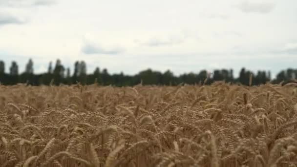Сухое Пшеничное Поле Уши Пшеницы Daytime — стоковое видео