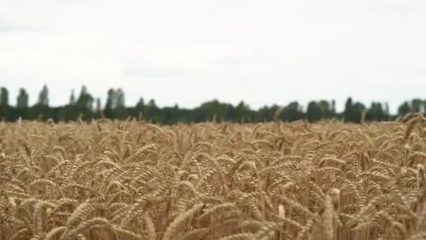 Сухое Пшеничное Поле Уши Пшеницы Daytime — стоковое видео