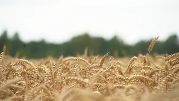 Suché pšeničné pole. Uši pšenice. Denní.