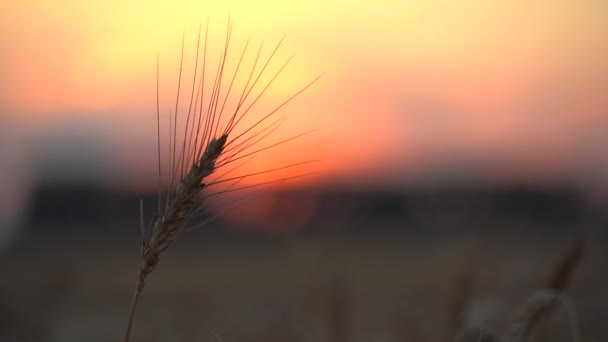 Крупный План Органического Желтого Спелого Пшеничного Уха Закат — стоковое видео
