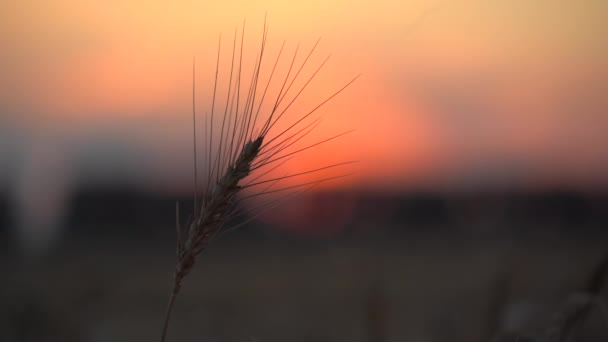 Closeup Organic Yellow Ripe Wheat Ear Sunset — Stock Video