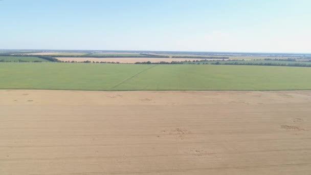 Живописное Пшеничное Поле Вид Воздуха — стоковое видео