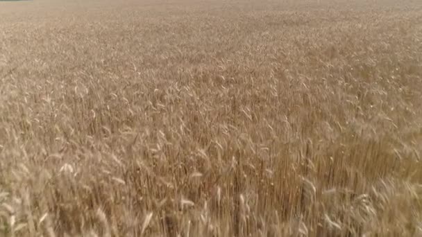 无人机录像 在干旱的金色麦田上空低空飞行 — 图库视频影像