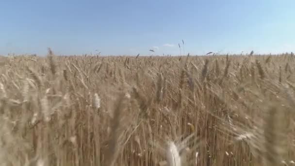 Filmati Dei Droni Volare Bassa Altitudine Sopra Campo Grano Dorato — Video Stock