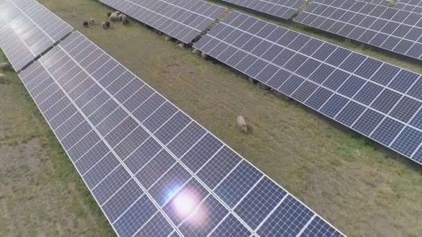 在太阳能发电厂的地盘上放羊的羊群 — 图库视频影像