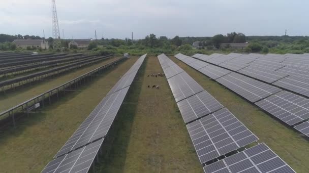 在太阳能发电厂的地盘上放羊的羊群 — 图库视频影像
