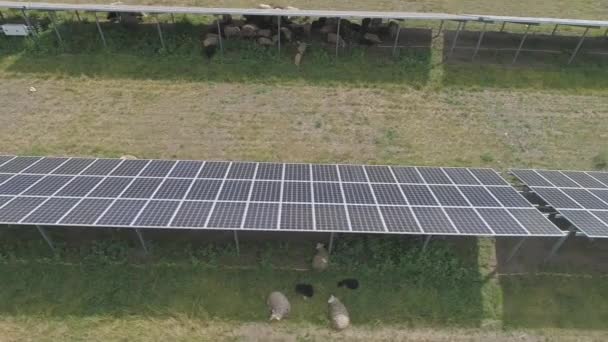 Troupeau Moutons Pâturant Sur Territoire Centrale Panneaux Solaires — Video