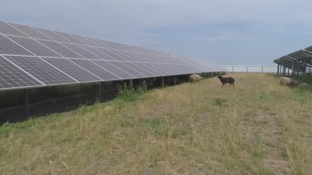 Troupeau Moutons Pâturant Sur Territoire Centrale Panneaux Solaires — Video