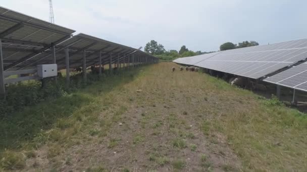 Rebanho Ovinos Pastando Território Usina Painéis Energia Solar — Vídeo de Stock