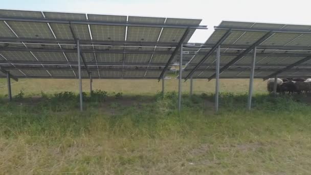 Herd Sheep Grazing Territory Solar Power Panels Plant — Stock Video