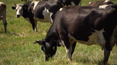 İnekler gündüzleri tarlalarda otlar.