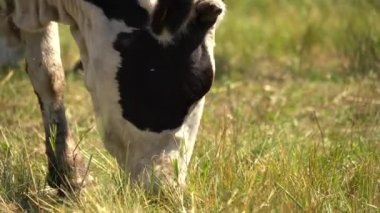 İnekler gündüzleri tarlalarda otlar.