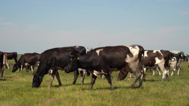 Cows Grazing Farmland Daytime Slow Motion — Stock Video