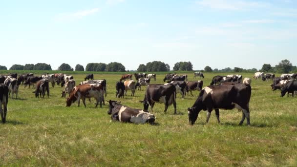 Cows Grazing Farmland Daytime — Stock Video