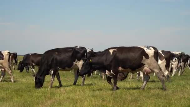 Коровы Пасутся Пастбищах Днем — стоковое видео