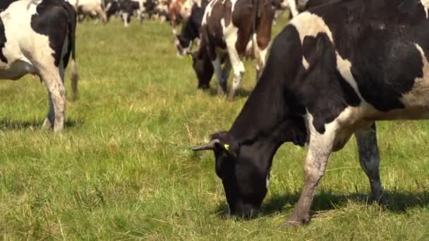 Коровы Пасутся Пастбищах Днем — стоковое видео