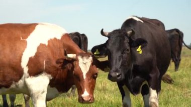 İnekler gündüzleri tarlalarda otlar.