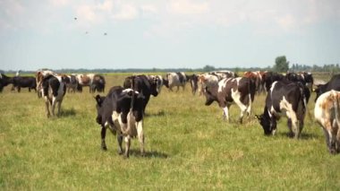 İnekler gündüzleri tarlalarda otlar.