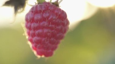 Çilek çiftliği. Çalı üzerinde olgun ahududu. Makro çekim