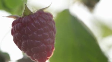 Çilek çiftliği. Çalı üzerinde olgun ahududu. Makro çekim