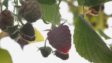 Çilek çiftliği. Çalı üzerinde olgun ahududu. Makro çekim