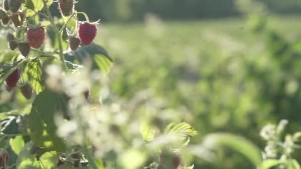 Bogyó Farm Érett Málna Bokron Makrofelvétel — Stock videók