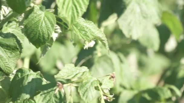 Berry Farm Ripe Raspberries Bush Macro Shot — Stock Video