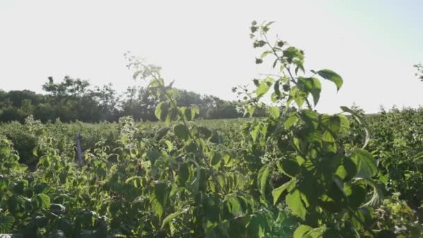 贝瑞农场灌木上有成熟的覆盆子 宏观射门 — 图库视频影像