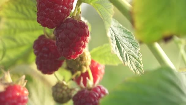 Ferme Berry Framboises Mûres Sur Buisson Macro Shot — Video
